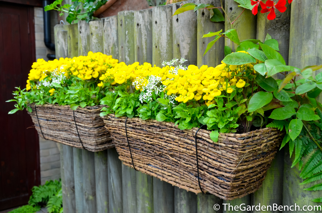 planter with yellow calceolaria - slipper flowers