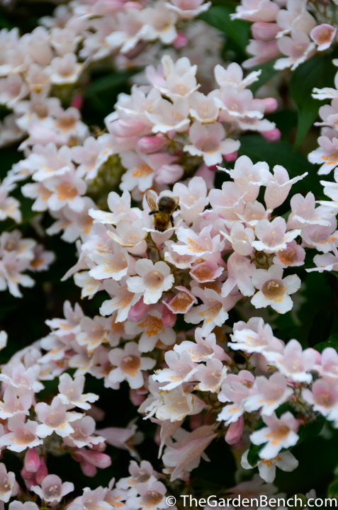 Kolkwitzia Amablis Beauty Bush with Bee