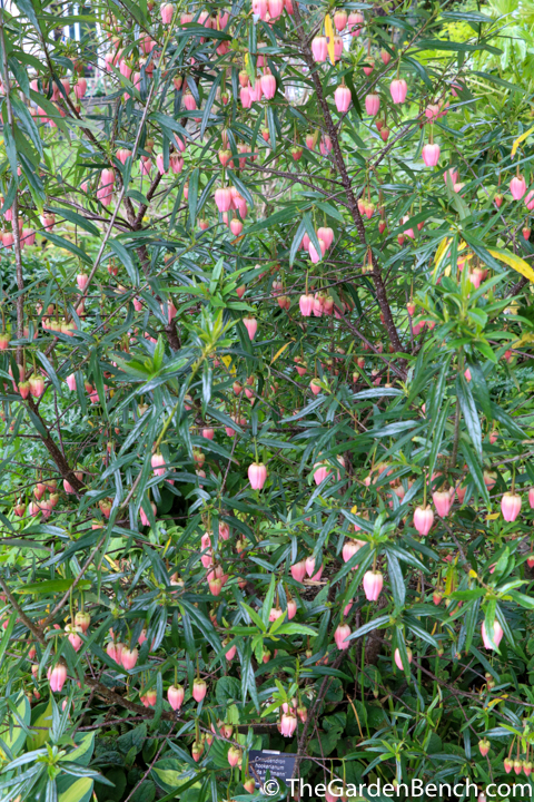 crinodendron-hookerianum-3